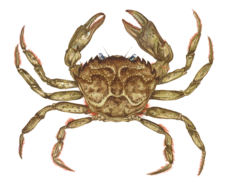 Carcinus maenas